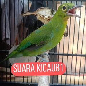 Master Cucak Ijo Isian Kuntilanak by suara kicau81