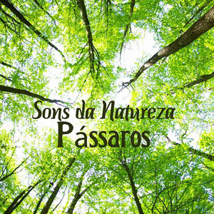 Bird Songs by Bernardo Feliz Moreno