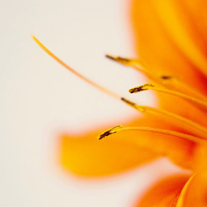 Naiara Costa Da Silva - Design Adventures