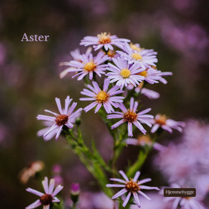 Aster by Hjemmehygge