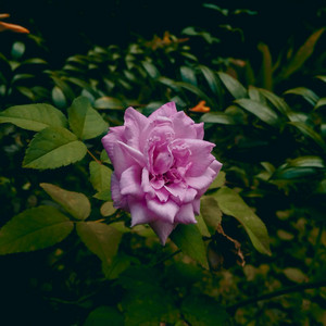 Petals by Golden After