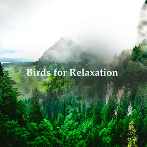 Birds for Relaxation