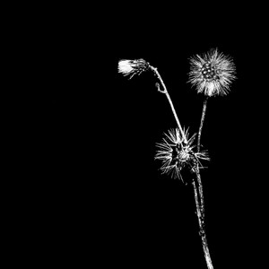 Skyskrapa — Sun Brings Joy (Bass Id Alt Radio Edit) (2026)