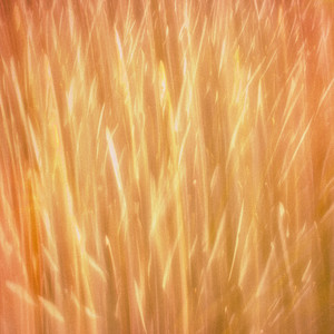 Afterlife — Fields Of Gold (2026)