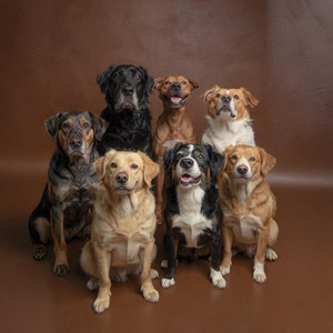 Kravee - Sweet Dog My Little Love