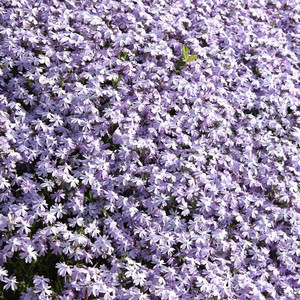The Soothing Sounds of Brown Noise and Brown Noise Waves (Loopable Audio for Ambiance, Meditation, Insomnia and Restless Children) album