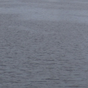 bird in north river - Tranquil River