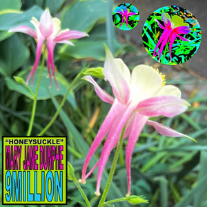 Honeysuckle by 9Million, Mary Jane Dunphe
