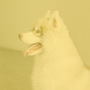 Marvellous Background for Doggy Chill album