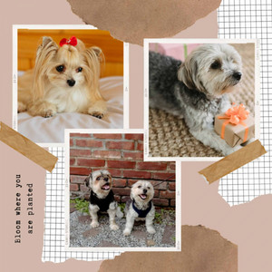 Music for Dog Calming - Chill Out album