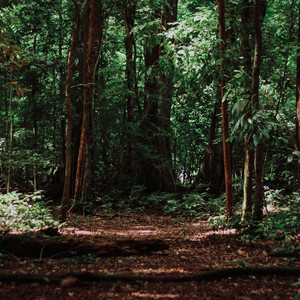 Gentle Birds in the Woods by Silenced