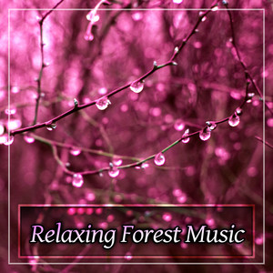 Relaxing Forest Music – Nature Sounds, New Age Music to Relax, Calming Music for Better Day album
