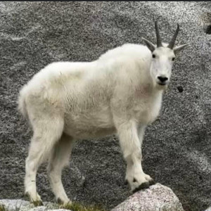 1911sk - United in Grief