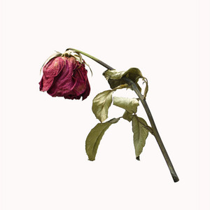 Wilted Flower (Low Version)