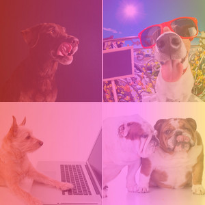 Sensational Music for Training Hounds - Chill Out Guitar album