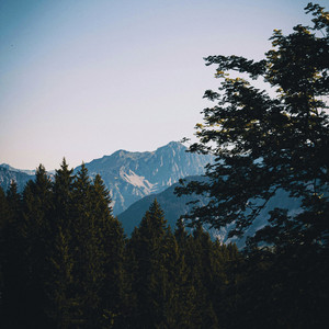 Pine Skies by Zebratooth
