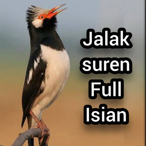 Jalak Suren Full Isian