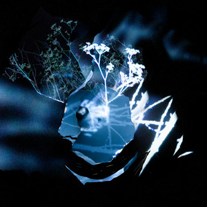 Seromora — Crashflowers (2026)