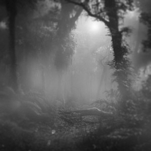 Lost Forest - Slowed + Reverb by Marcelo De Carvalho