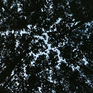 Loosen by Runa Skjeldal