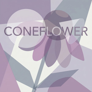 Coneflower by Fia Neri
