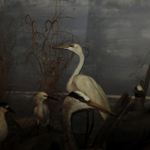 Great Herons by Jugboy