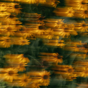 Bloom by Austin Farwell, Carlos Hof