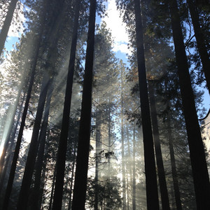 Forest by Djourkit Album Cover