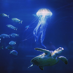 jellyfish by vrtx