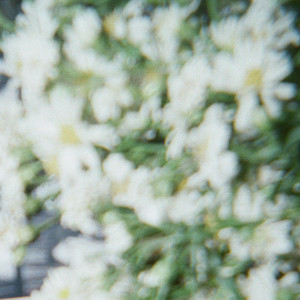 Daisy