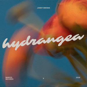 Hydrangea by Jonny Brenns