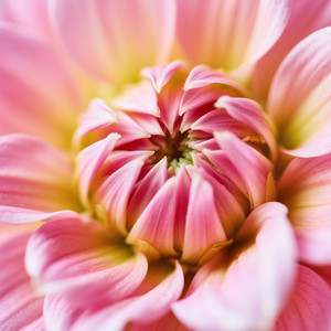 mariana salawasta - Dreams Refuse to Die