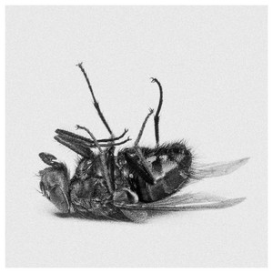 The Fly by Andi Almqvist
