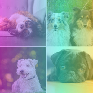 Smoky Tenor Sax Chill Out - Bgm for Soothing Your Dog album