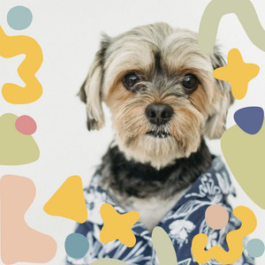 Piano and Bell Music - Bgm for Rewarding Your Dog album