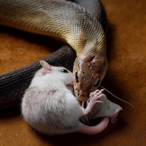 KingSnake! by CaySnakeEm