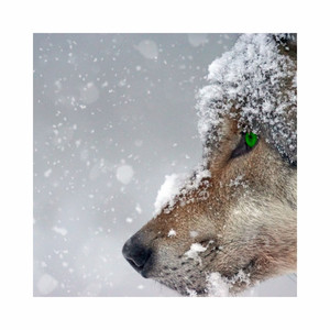 Çağlar Damgacı - Wolf Season (Enstrumantal)