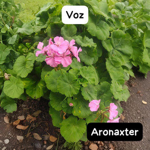 Voz by Aronaxter
