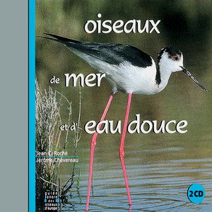 Goéland Brun Lesser