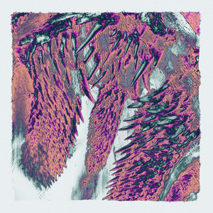 Throwing Snow — Canines (2026)