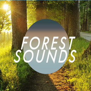 邦楽 banbi sound forest Amazon.co.jp: sound forest: ミュージック