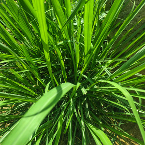 Leaf Green by Gitblazy