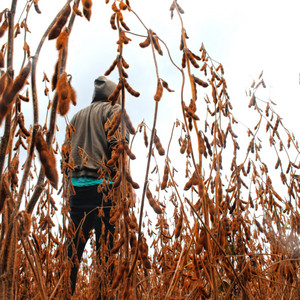 FALL