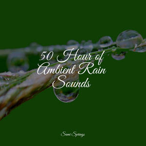 50 Rain Tracks album