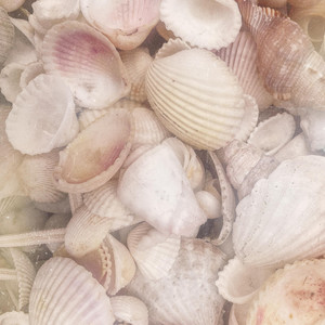 Seashell by Scott Rivers