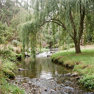 Stream Beneath the Willow by Mogensen