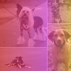 Feelings for Dog Adventures album