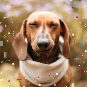 Ambiance for Chill Dogs album