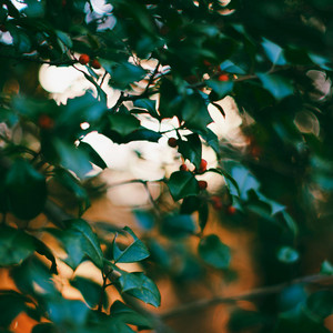 Light Through the Canopy by Piano Softly
