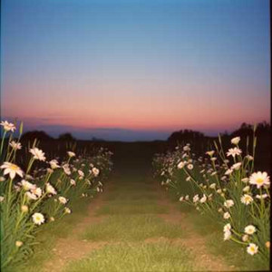 Where the Quiet Flowers Grow